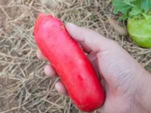 Червоний Велетень