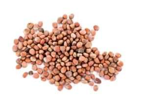 Насіння можна замочити у воді, в яку доданий стимулятор росту, на 24 години