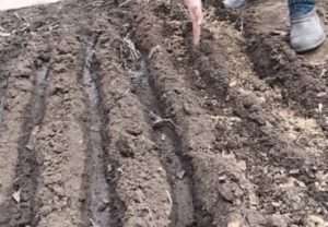 У борозенки сіють насіння редиски