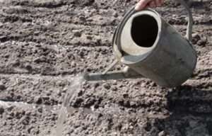 Борозенки присипають подрібненою землею шаром 0,7-1 см і обережно поливають