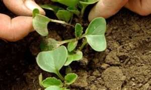 Коли паростки зійдуть, редиску потрібно буде прорідити, залишивши між сходами 8-10 см