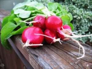 Редис для відкритого ґрунту буває однорічним і дворічним
