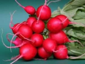 Кращі скоростиглі сорти редиски - фото.