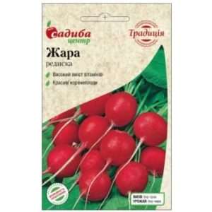 сорт редису Жара