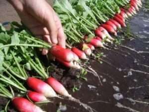 Французький сніданок - сорт редиски