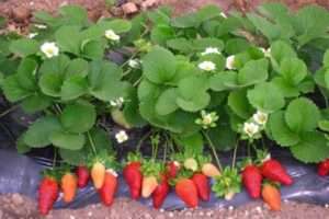 Ремонтантна полуниця: найкращі сорти з фотографіями і описом