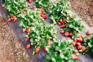 Ремонтантна полуниця: найкращі сорти з фотографіями і описом