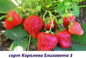 Королева Єлизавета II