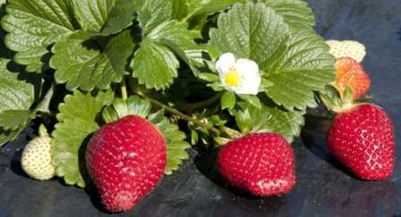 Найкращі сорти ремонтантної полуниці садової (фото): особливості вирощування та догляд
