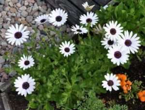 Діморфотека