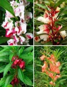 Садовий однорічний бальзамін