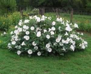 Датура або дурман