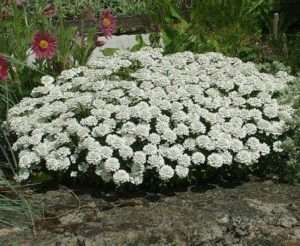 Іберіс білосніжний