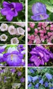 Туебергія крилата, квітуча великими помаранчевими суцвіттями і Кобія з квітами -колокольчиками