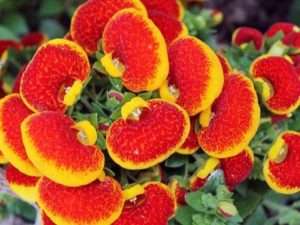 Кальцеолярія