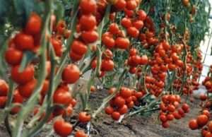 Як вирощувати та доглядати сорт помідорів Благовіст