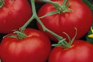 огляд сорту помідорів благовіст
