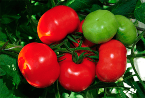 як поливати томати сорту благовіст