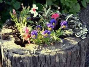 клумба з пенька