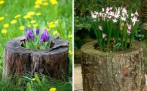 квіти в пеньку