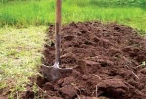 Як вносити добрива для картоплі при посадці