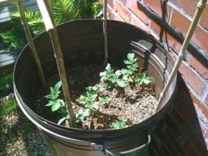 Підготовка перед посаткою