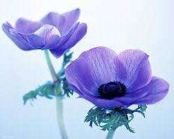 Квітка Анемона – вирощування і посадка, фото анемони, догляд за анемоною і види: анемона корончата, махрова