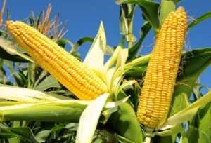 Умови для вирощування кукурудзи