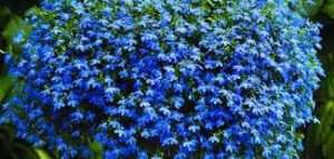 Основні принципи догляду за квіткою Любелія