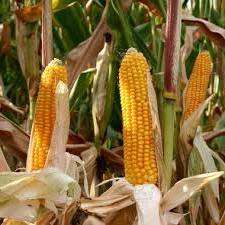 Особливосты вирощування кукурудзи