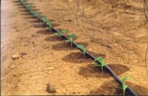  Полив і вологість