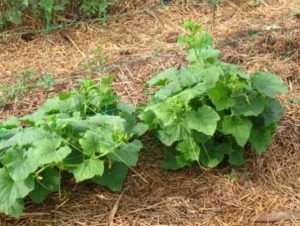 Мульчування, розпушування, підгортання