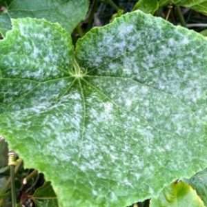 Борошниста роса