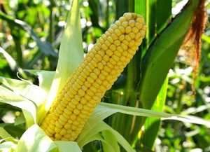 Технологія вирощування кукурудзи у відкритому ґрунті в Україні Особливості технології вирощування кукурудзи