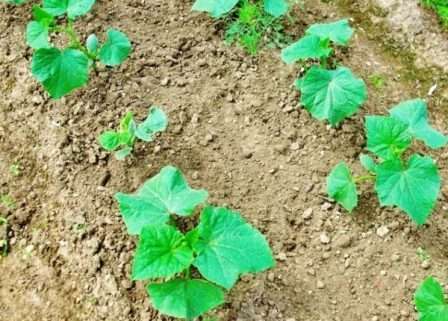 Як і коли садити насіння огірків у відкритий грунт: полив, посадка, хвороби та підв'язка з фото