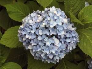Види гортензії
