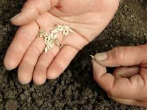 Посадка огірків за рекомендаціями виробників в залежності від сорту