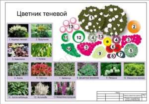 Квітник тіньовий