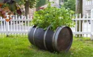 Особливості вирощування картоплі в бочках