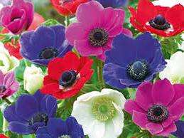 Квітка Анемона – вирощування та посадка з фото: догляд за анемоною та її види