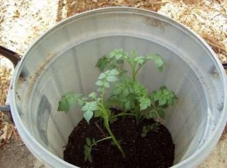 Як вирощувати картоплю у бочці в домашніх умовах