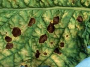 Оливкова плямистість