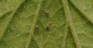 Павутинний кліщ