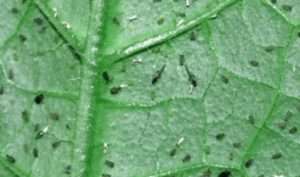 Баштанна попелиця