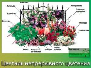 Квітник безперервного цвітіння, схема