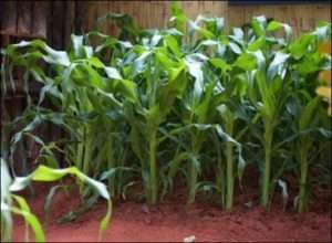 Поради для догляду за кукурудзою