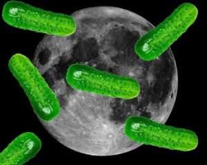 Несприятливими для посадки огірків днями є наступні