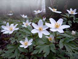  Як підготувати насіння анемони до висадки