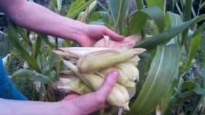 Правильний догляд за кукурудзою після посадки