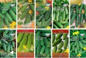 Посадка огірків залежно від регіону і клімату